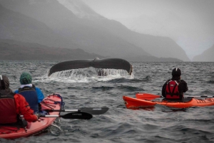Fra Punta Arenas: Kajakkpadling med hvaler