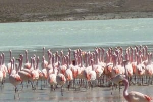 Z San Pedro de Atacama: 3-dniowa wycieczka po słonych równinach Uyuni