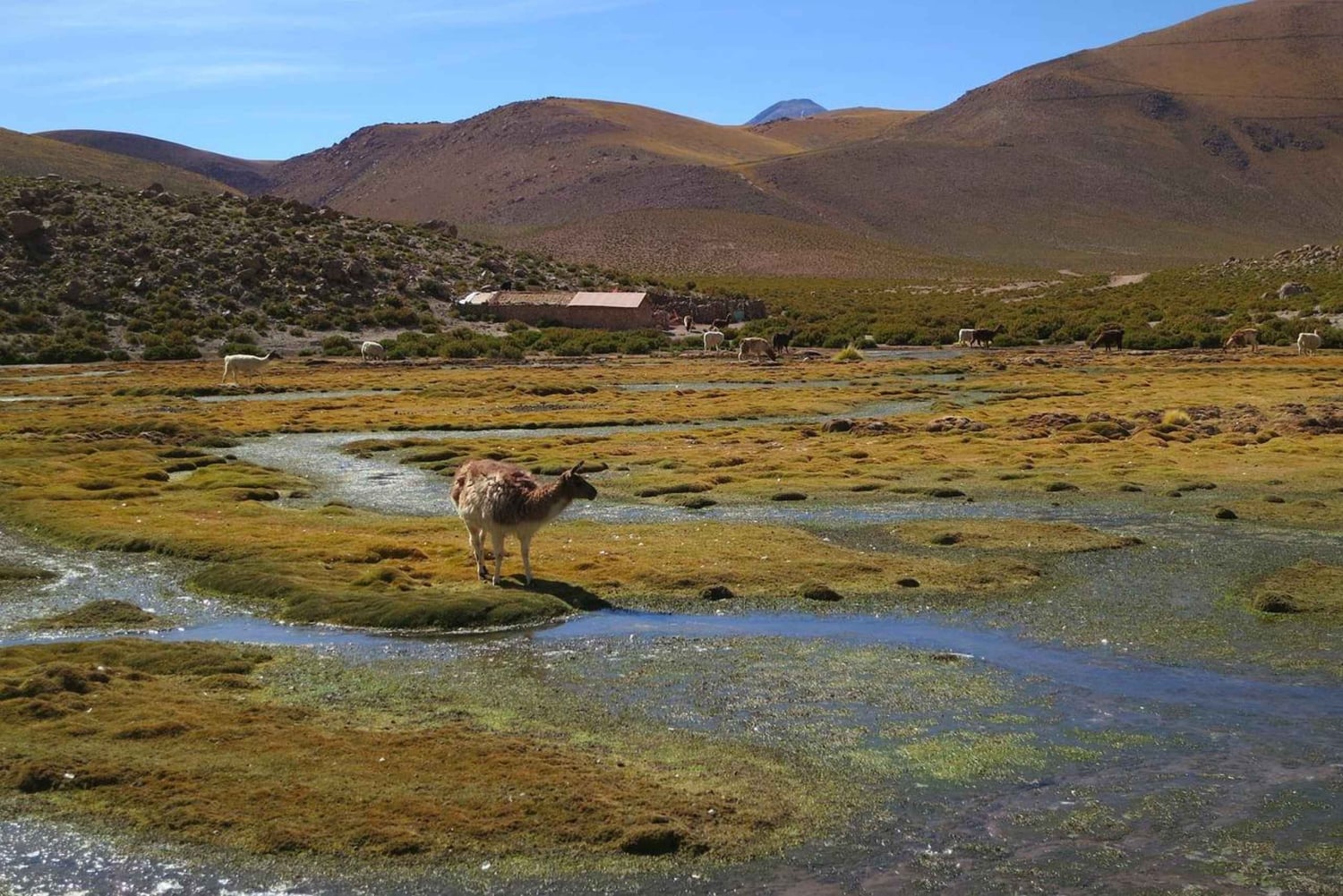 Fra San Pedro de Atacama: Geysers del Tatio Halvdagstur