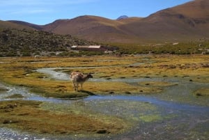 Fra San Pedro de Atacama: Geysers del Tatio Halvdagstur