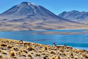Desde San Pedro de Atacama: Lagunas y Piedras Rojas