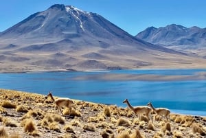 Depuis San Pedro de Atacama : Lagunes et Piedras Rouges