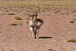 Desde San Pedro de Atacama: Lagunas y Piedras Rojas