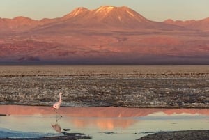 San Pedro de Atacamasta: Ataama: Punaiset kivet ja altiplaneettiset laguunit