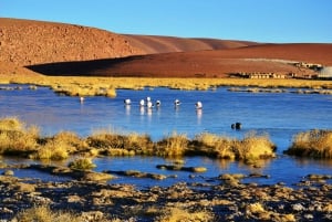 Depuis San Pedro de Atacama : Visite des geysers du Tatio et de Machuca