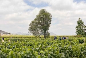 Fra Santiago: Concha y Toro Marqués halvdags-vinsmaking