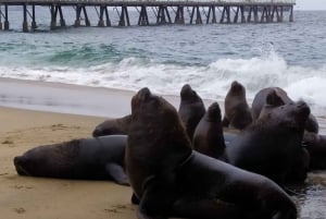 From Santiago: Highlights of Valparaiso and Viña del Mar