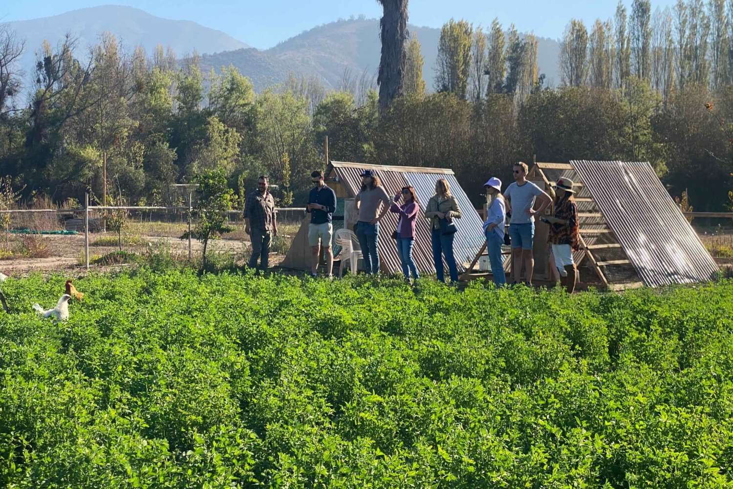 From Santiago: Maipo Valley Vineyards Tour