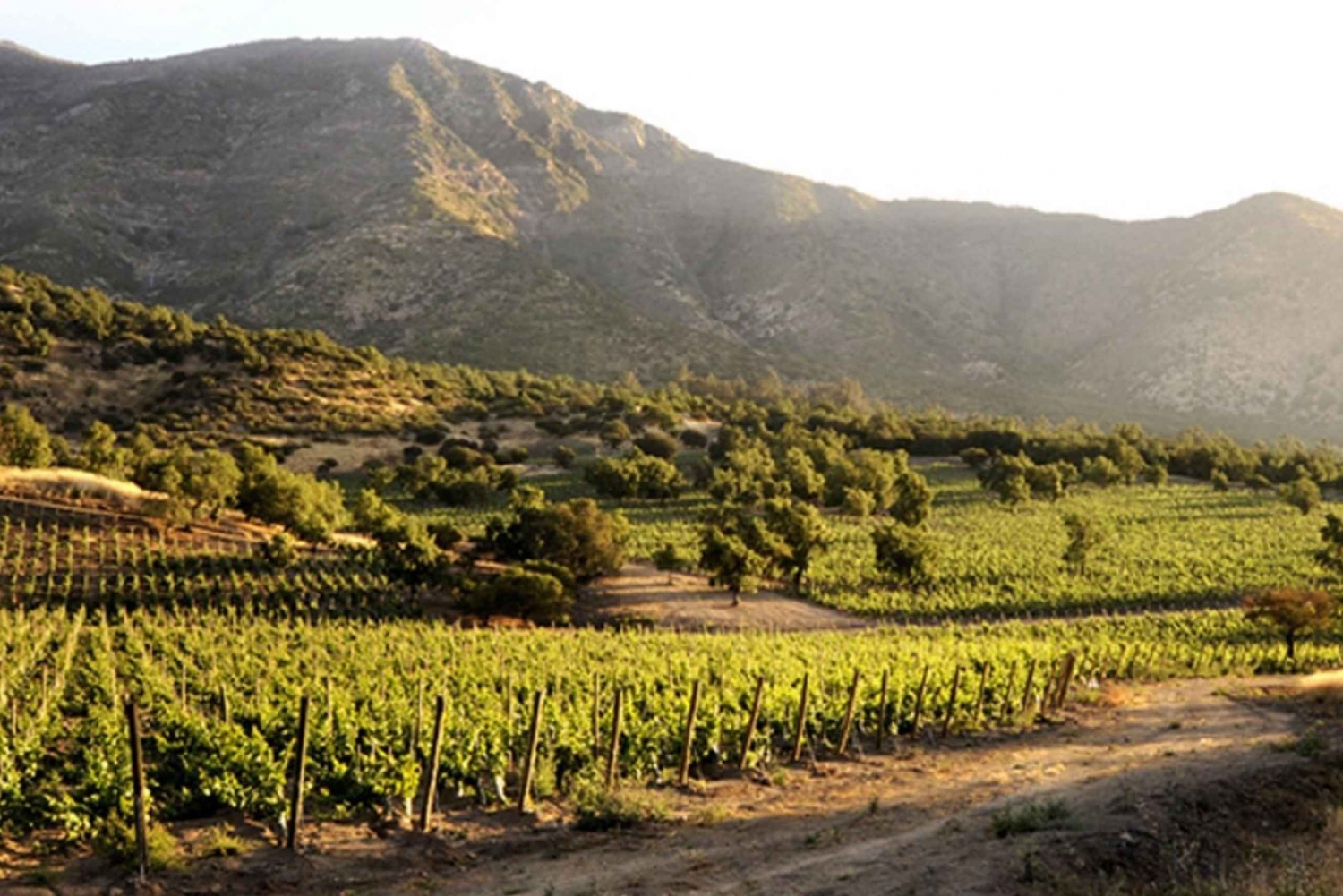 Från Santiago: Maipo Valley Wine Tour