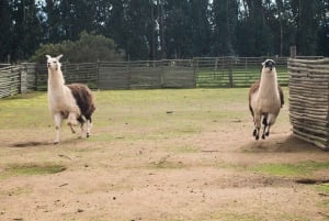 From Santiago: Private Beach Tour with Hotel Pickup