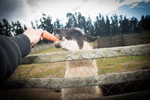 From Santiago: Private Beach Tour with Hotel Pickup