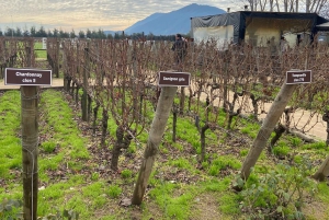 Von Santiago aus: Private Colchagua Valley Weintour mit Verkostung