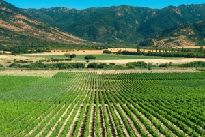 Von Santiago aus: Private Colchagua Valley Weintour mit Verkostung