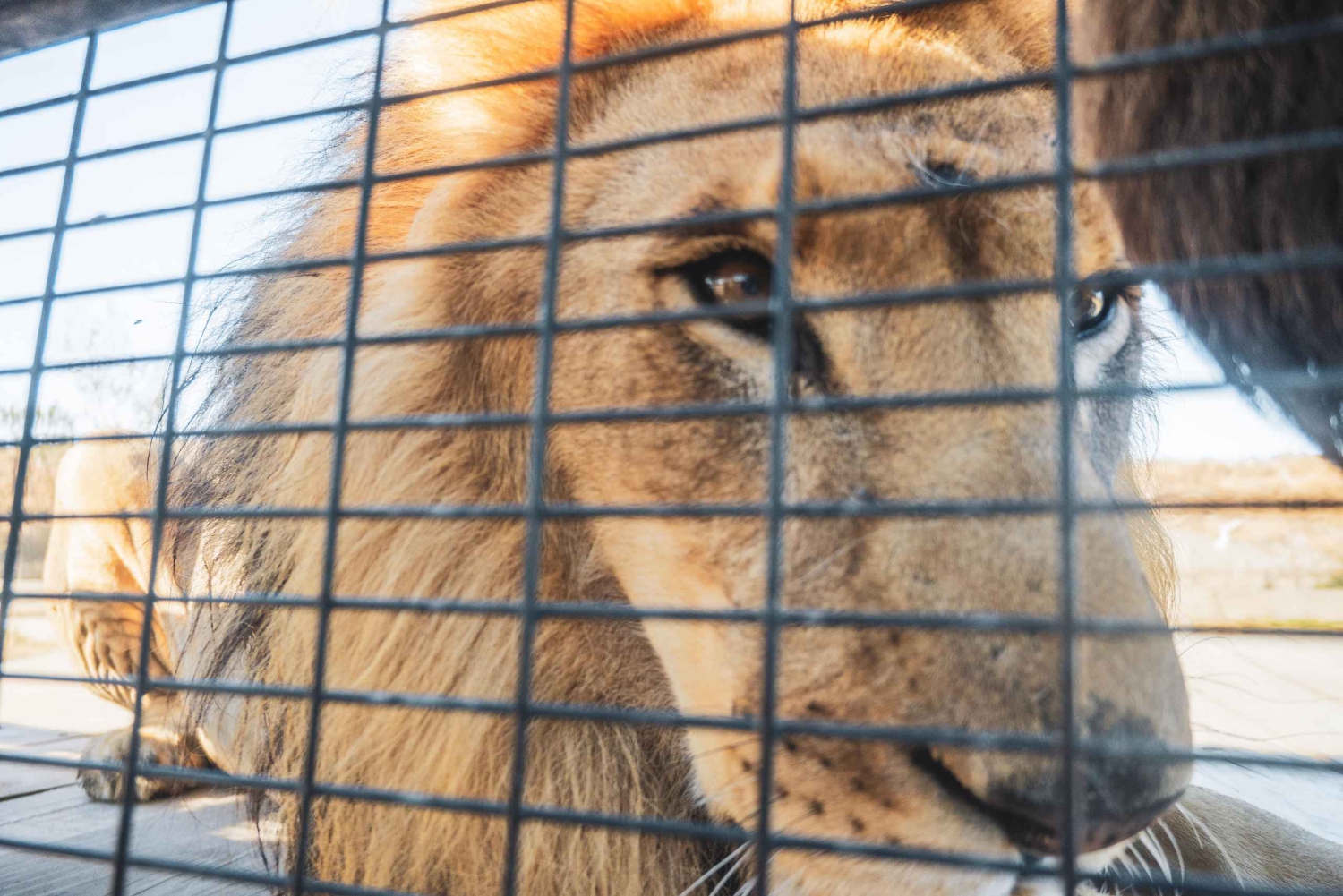 Из Сантьяго: Зоопарк Rancagua Safari Park