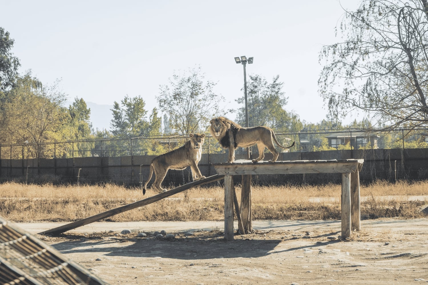 Из Сантьяго: Зоопарк Rancagua Safari Park