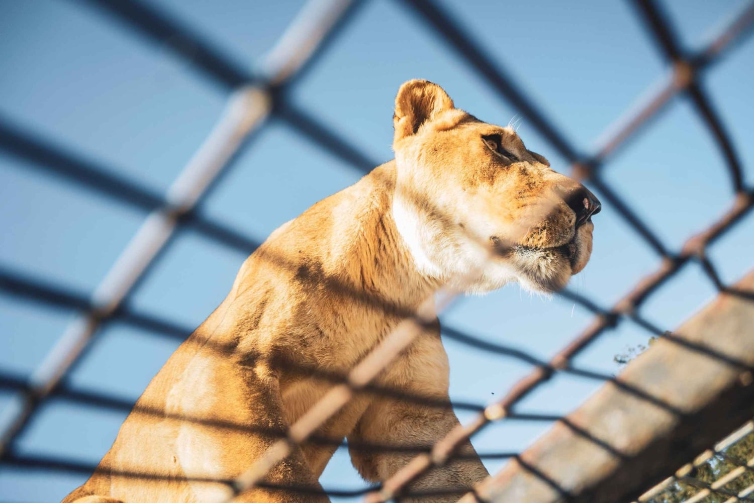 Из Сантьяго: Зоопарк Rancagua Safari Park