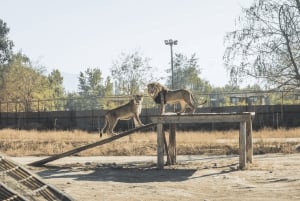 Из Сантьяго: Зоопарк Rancagua Safari Park