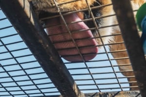 Из Сантьяго: Зоопарк Rancagua Safari Park