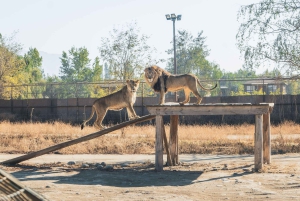 Из Сантьяго: Зоопарк Rancagua Safari Park