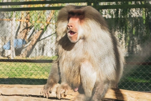 Из Сантьяго: Зоопарк Rancagua Safari Park