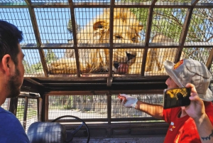 De Santiago: Safari Park, uma experiência selvagem