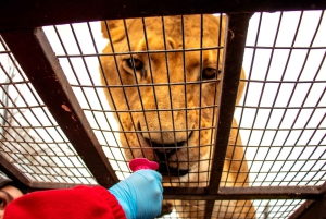 De Santiago: Safari Park, uma experiência selvagem