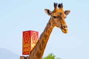 De Santiago: Safari Park, uma experiência selvagem