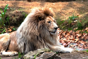 De Santiago: Safari Park, uma experiência selvagem