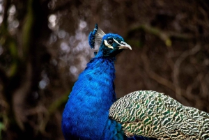 De Santiago: Safari Park, uma experiência selvagem