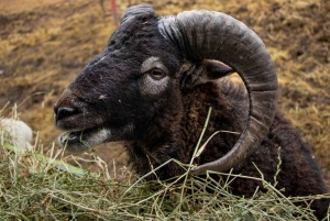 De Santiago: Safari Park, uma experiência selvagem