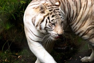 De Santiago: Safari Park, uma experiência selvagem