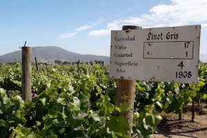 From Santiago: Surfing and Wine Full-Day Private Tour