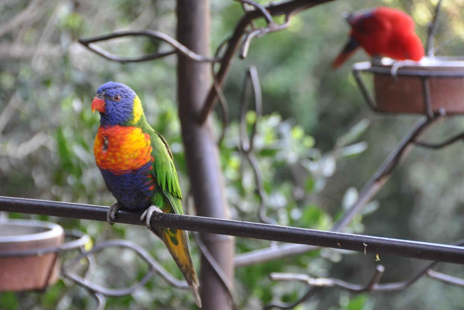 Depuis Santiago : la plus grande volière d'Amérique et Isla Negra