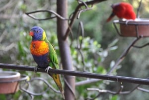Depuis Santiago : la plus grande volière d'Amérique et Isla Negra