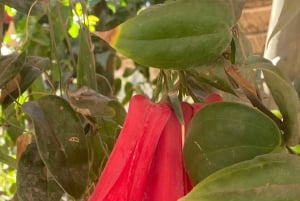 Depuis Santiago : la plus grande volière d'Amérique et Isla Negra