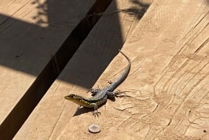 Depuis Santiago : la plus grande volière d'Amérique et Isla Negra