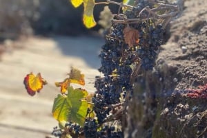 Fra Santiago: Omvisning på vingården Undurraga med smaksprøver