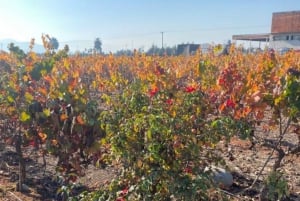 Från Santiago: Undurraga vingårdstur med provsmakning