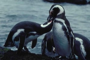 From Ushuaia: Penguin Watching Tour by Catamaran