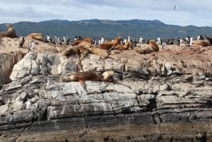 From Ushuaia: Penguin Watching Tour by Catamaran