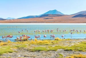 From Uyuni: Geyser and Uyuni Salt Flats 3-Days | Flamingos |