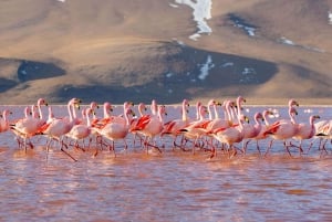 From Uyuni: Geyser and Uyuni Salt Flats 3-Days | Flamingos |