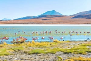 From Uyuni: Laguna Colorada and Salar de Uyuni 3-Day + Meals