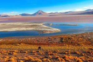 From Uyuni: Red Lagoon & Uyuni Salt Flats 3-Day Guided Tour
