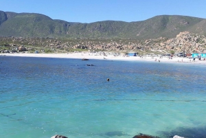 Cały dzień na plaży – Totoralillo lub Herradura – La Serena – Coquimbo