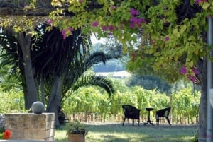 Journée complète à Colchagua Luxe privé 3 vignobles