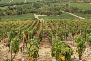 Tour de un día completo en helicóptero por el valle de Colchagua con almuerzo