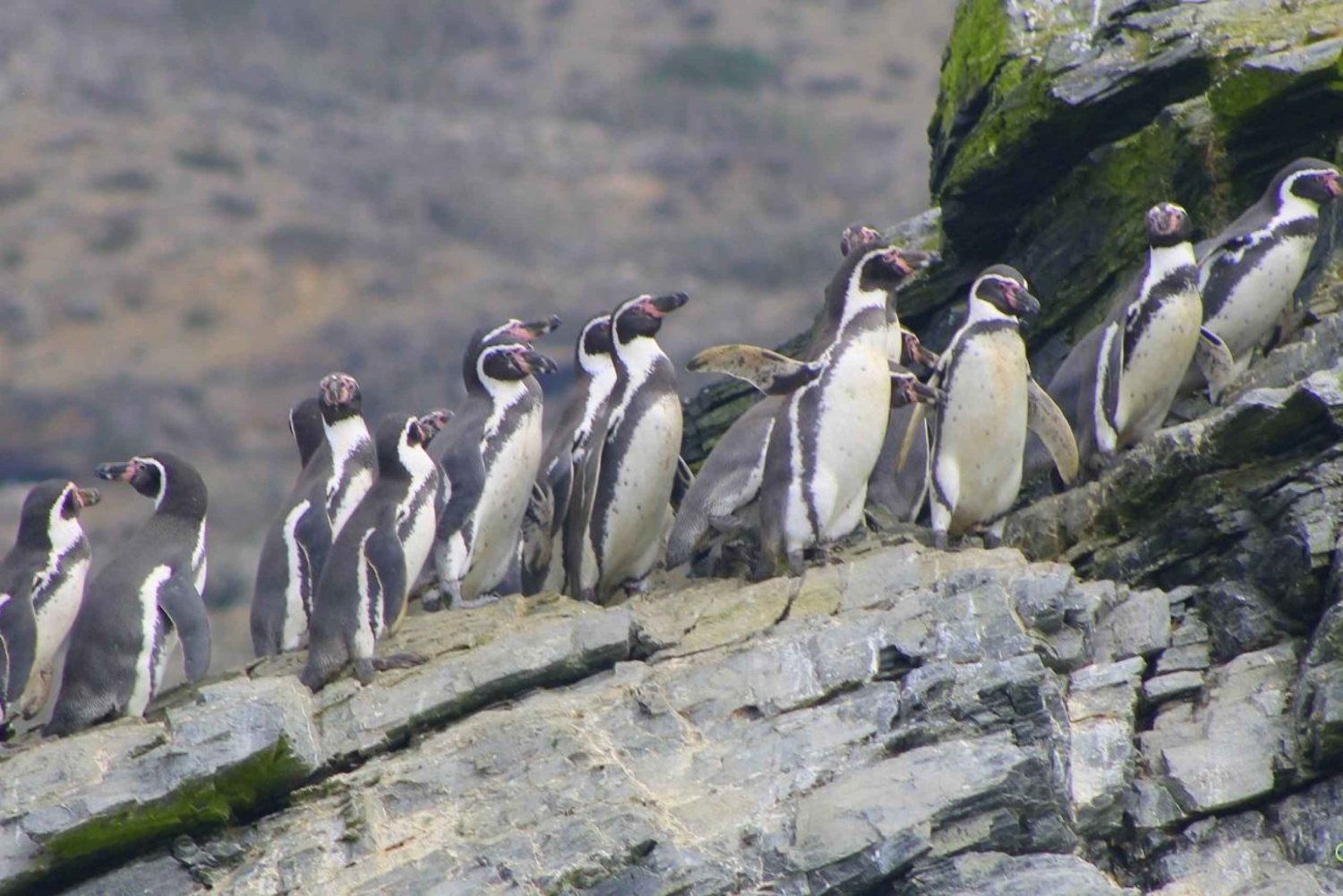 Kokopäiväretki Isla Damasille ja Humbolt Pinguinon kansallispuistoon.