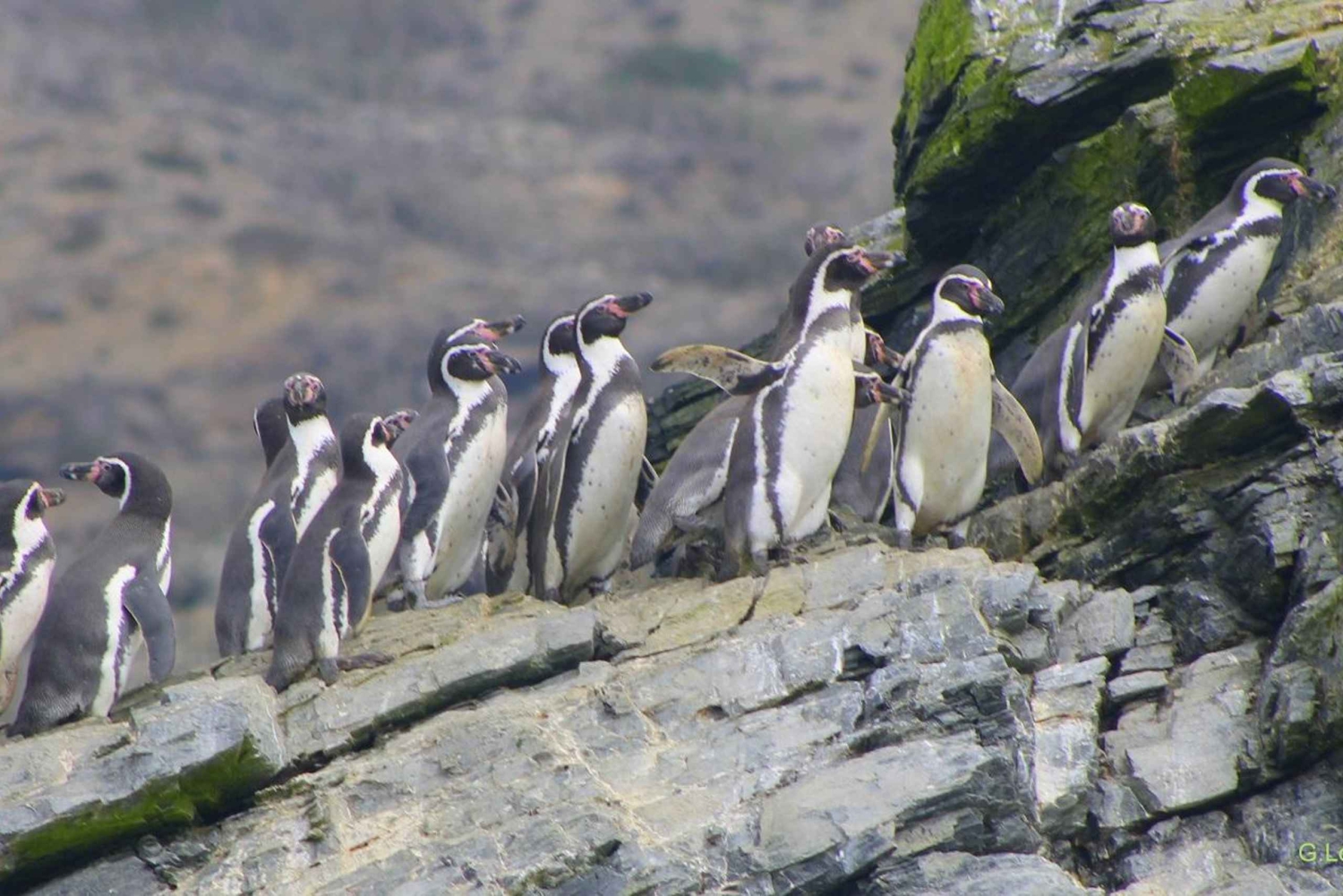 Ganztägiger Ausflug zur Isla Damas und zum Humbolt Pinguino National Reserve
