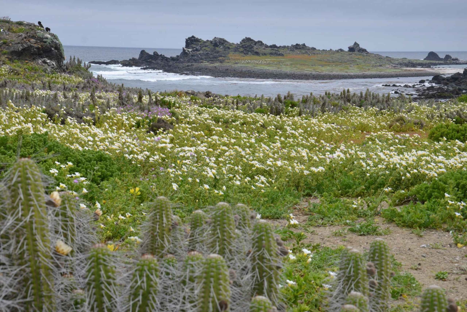 Ganztägiger Ausflug zur Isla Damas und zum Humbolt Pinguino National Reserve